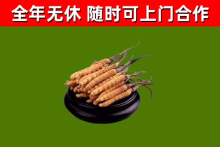 隆阳回收冬虫夏草
